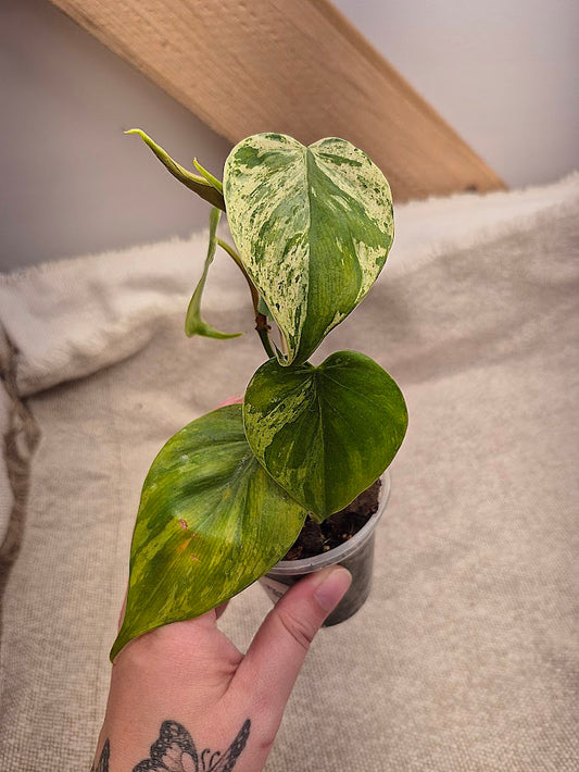 Philodendron Hederaceum Var. #HED1
