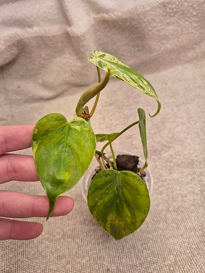 Philodendron Hederaceum Var. #HED1