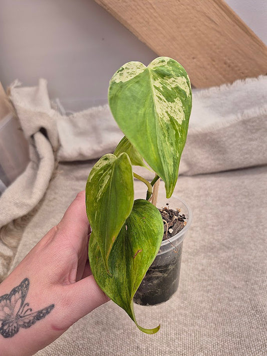 Philodendron Hederaceum Var. #HED2