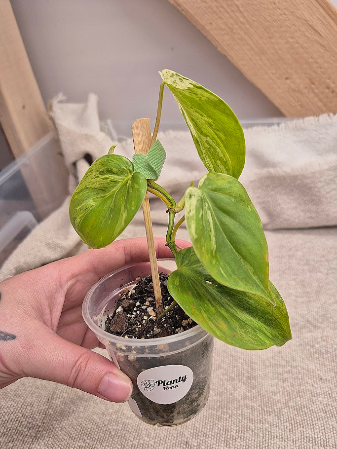 Philodendron Hederaceum Var. #HED2