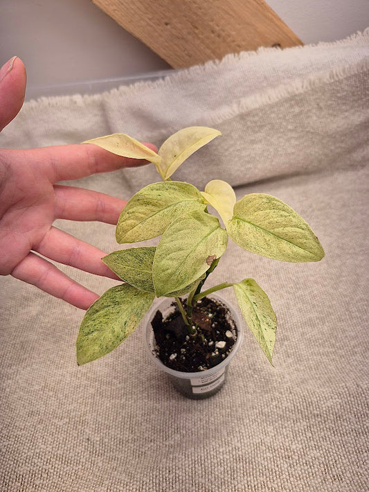 Monstera 'Laniata' Mint #MLM04