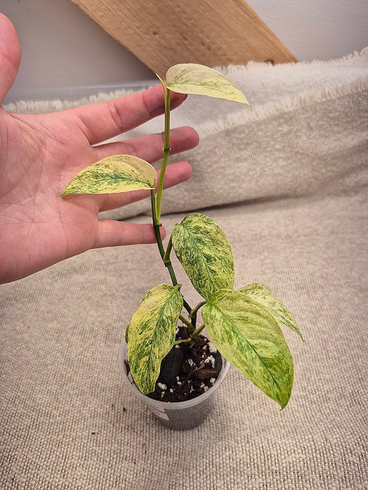 Monstera 'Laniata' Mint #MLM05