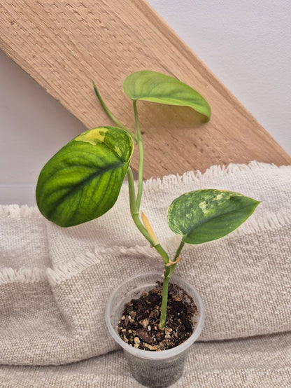 Scindapsus Jade Satin Var. #JSV1