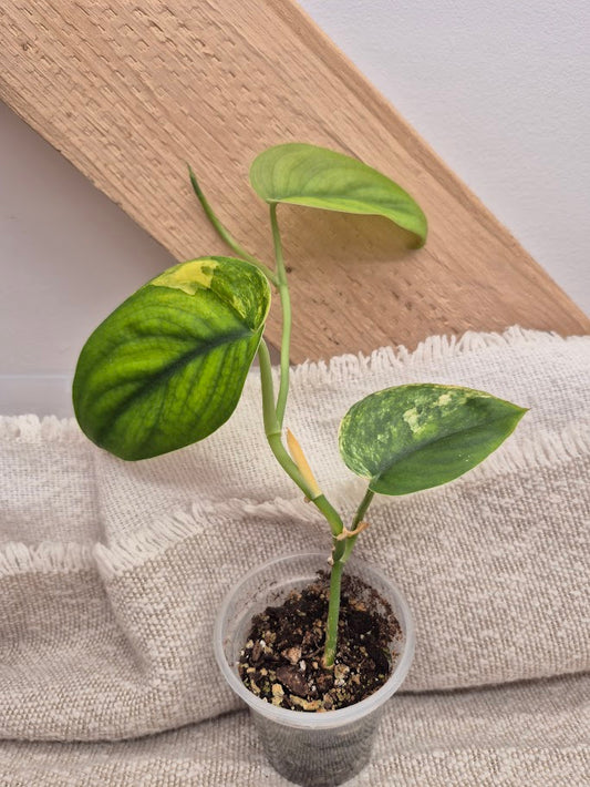 Scindapsus Jade Satin Var. #JSV1