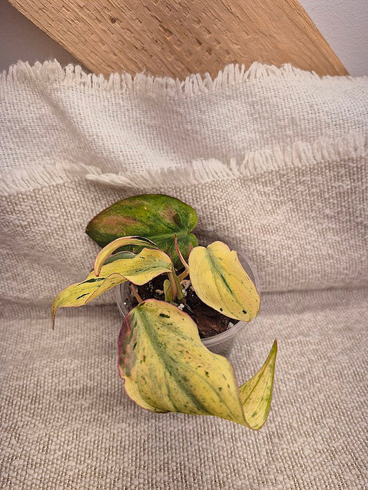 Philodendron 'Micans Mint' #02