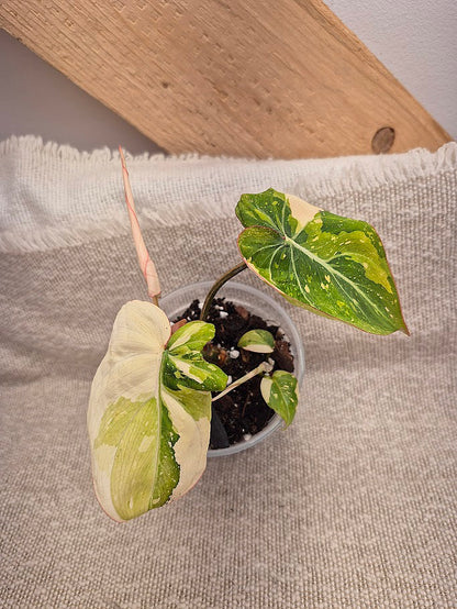 Philodendron 'Gloriosum' Tricolore #PGT02