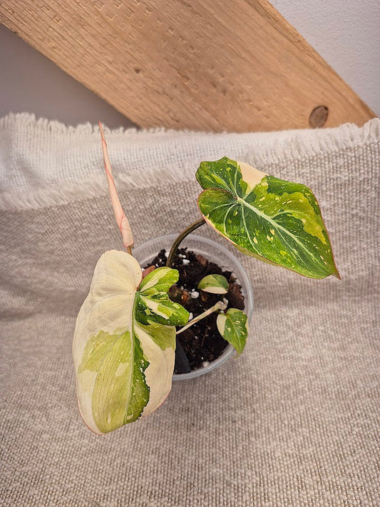 Philodendron 'Gloriosum' Tricolore #PGT02