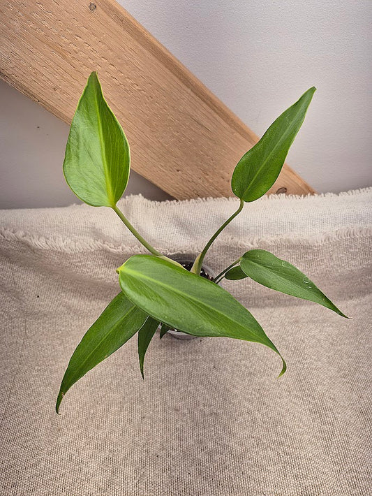Monstera 'Burle Marx Flame' #MBMF06