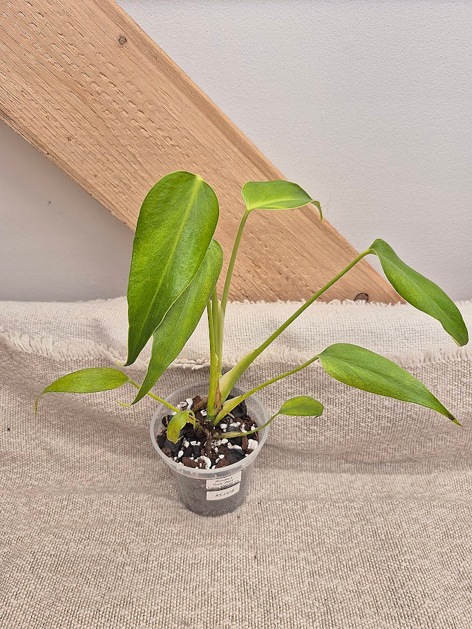 Monstera 'Burle Marx Flame' #MBMF03