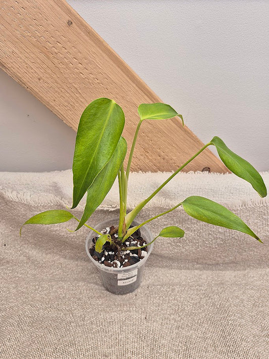 Monstera 'Burle Marx Flame' #MBMF03