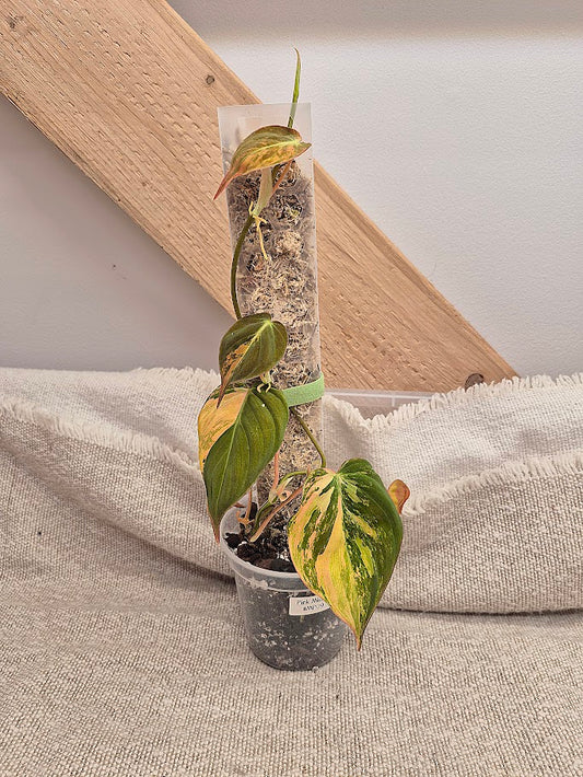 Philodendron 'Pink Micans' Var #MP09
