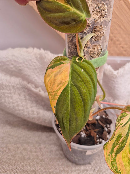Philodendron 'Pink Micans' Var #MP09