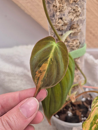 Philodendron 'Pink Micans' Var #MP09