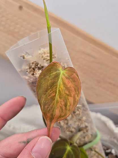 Philodendron 'Pink Micans' Var #MP09