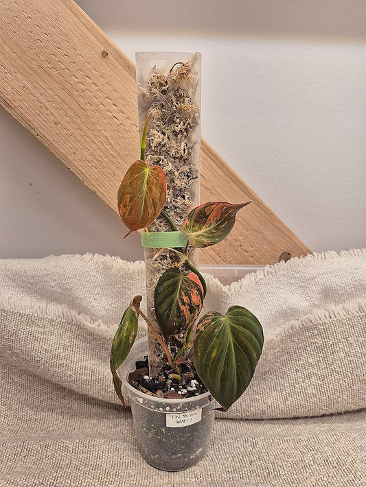 Philodendron 'Pink Micans' Var #MP12