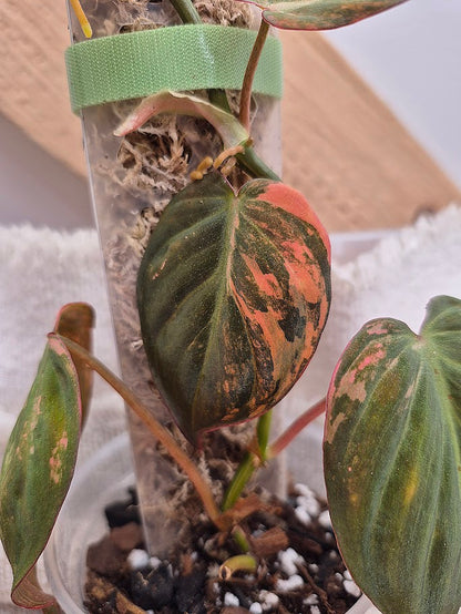 Philodendron 'Pink Micans' Var #MP12