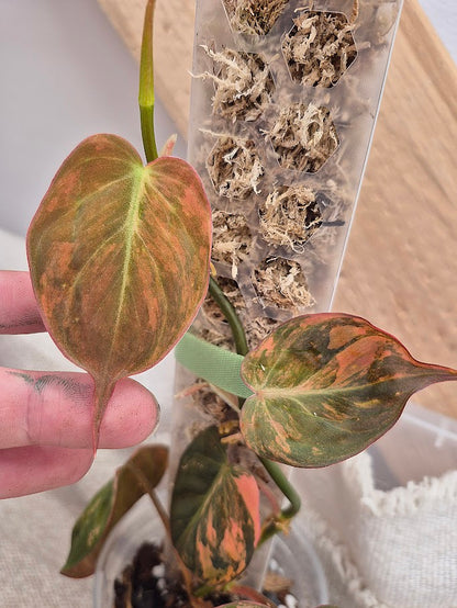 Philodendron 'Pink Micans' Var #MP12