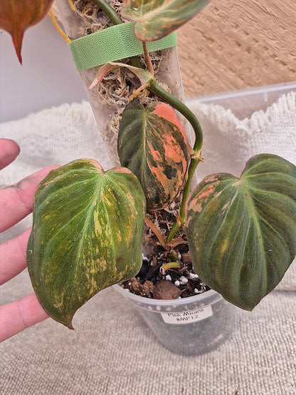 Philodendron 'Pink Micans' Var #MP12