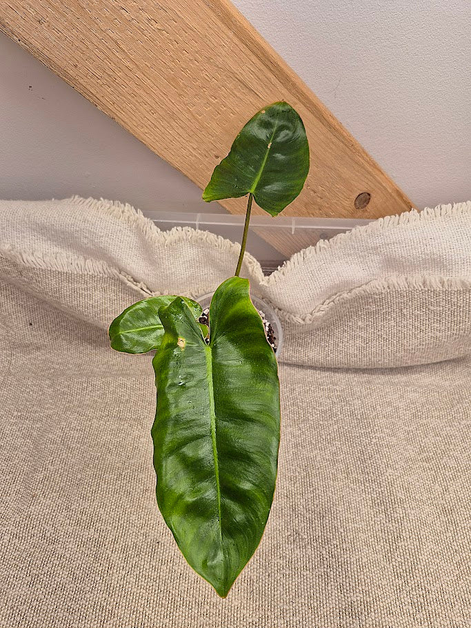 Philodendron 'Burle Marx'