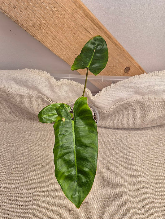Philodendron 'Burle Marx'