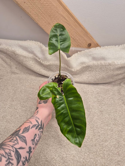 Philodendron 'Burle Marx'