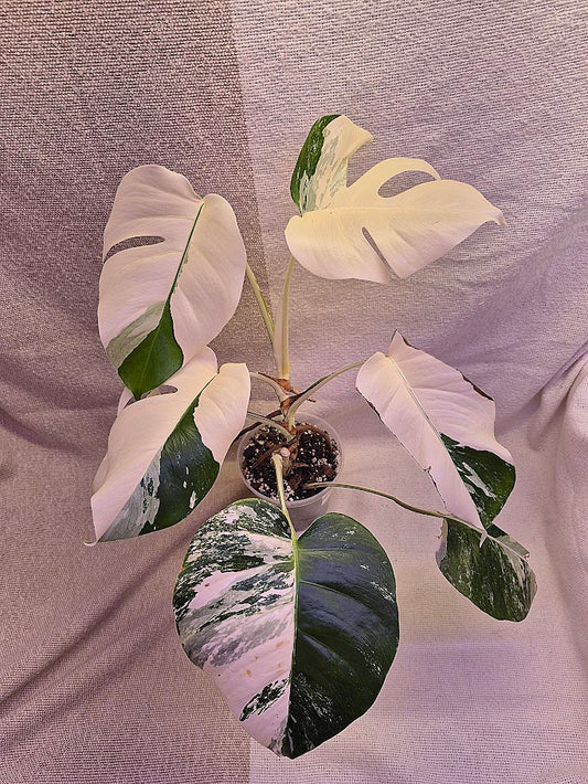 Monstera Albo #28