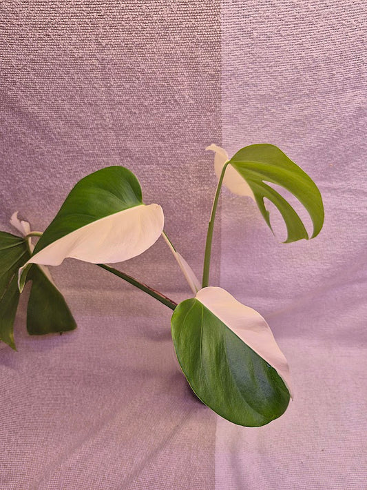Monstera Albo #24