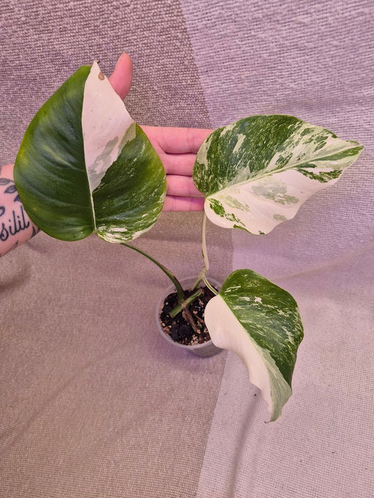 Monstera Albo #PMA21