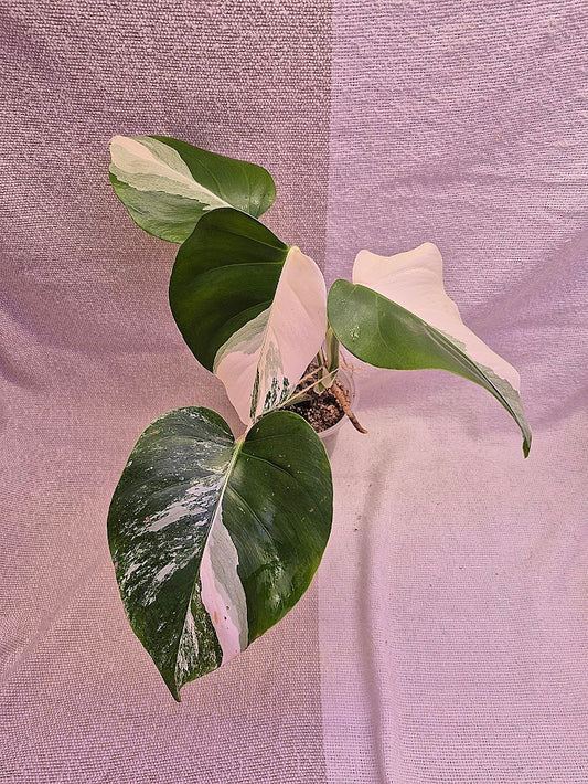 Monstera Albo #15