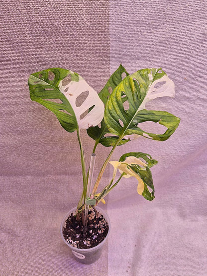 Monstera Adansonii Albo #MAA10
