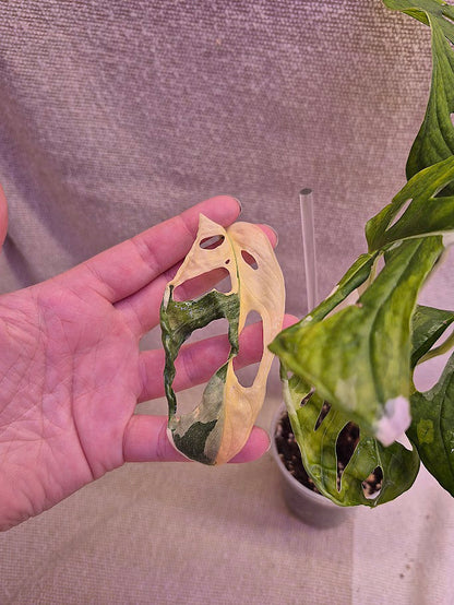 Monstera Adansonii Albo #MAA10