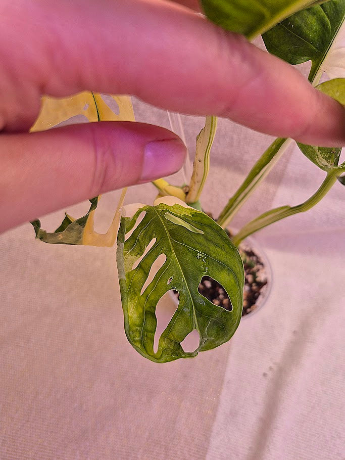Monstera Adansonii Albo #MAA10