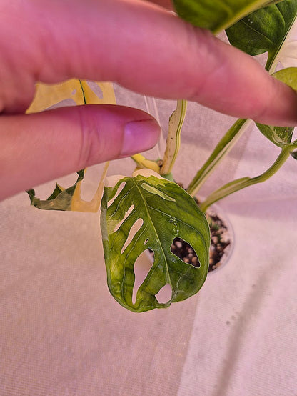 Monstera Adansonii Albo #MAA10