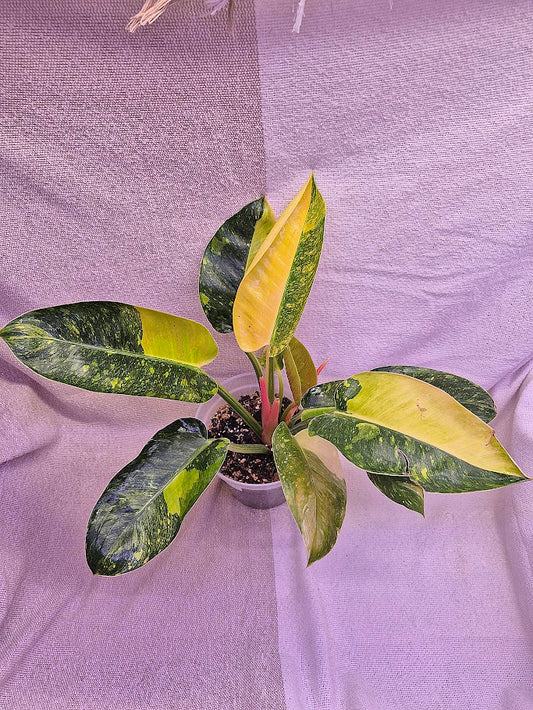 Philodendron 'Green Congo Hybrid' PGC01