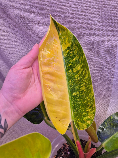 Philodendron 'Green Congo Hybrid' PGC01