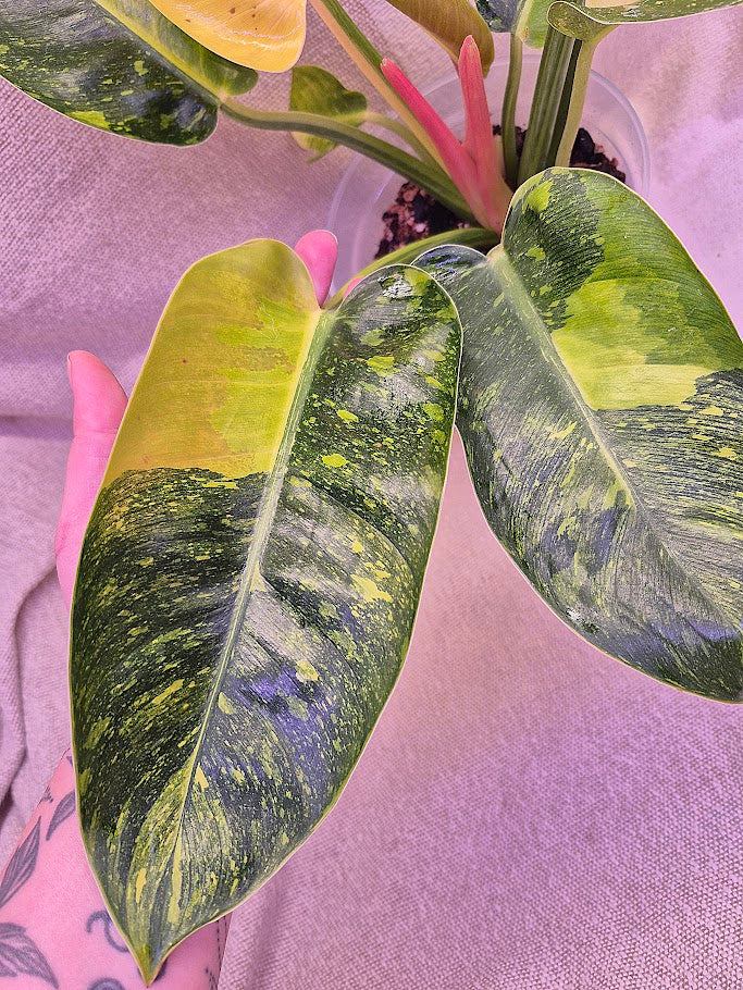 Philodendron 'Green Congo Hybrid' PGC01