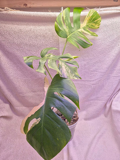 Monstera Aurea # MAU15