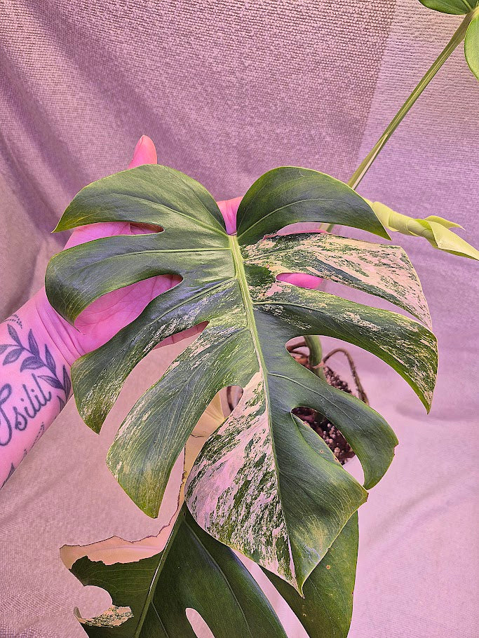 Monstera Aurea # MAU15