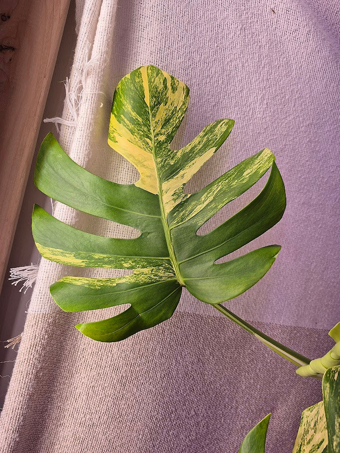 Monstera Aurea # MAU15