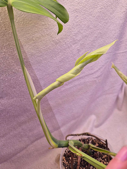 Monstera Aurea # MAU15