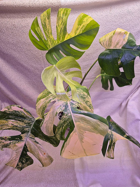 Monstera Aurea # MAU10
