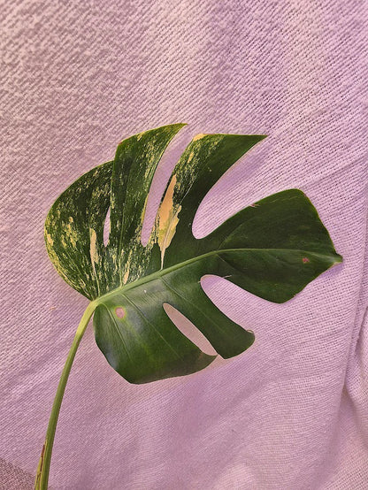 Monstera Aurea # MAU10