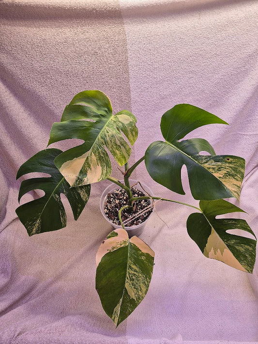 Monstera Aurea # MAU08