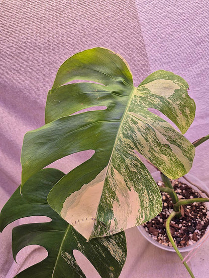 Monstera Aurea # MAU08