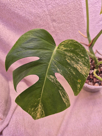 Monstera Aurea # MAU08