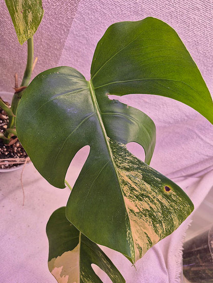 Monstera Aurea # MAU08