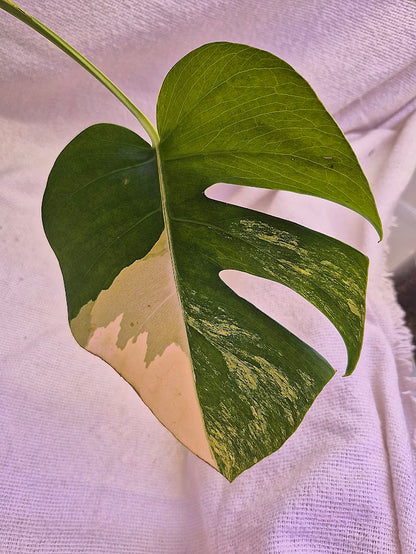 Monstera Aurea # MAU08