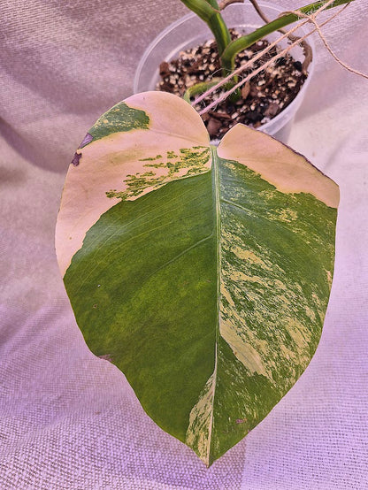 Monstera Aurea # MAU08