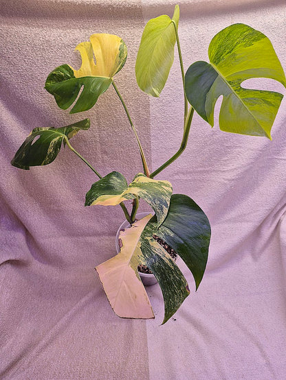 Monstera Aurea # MAU06