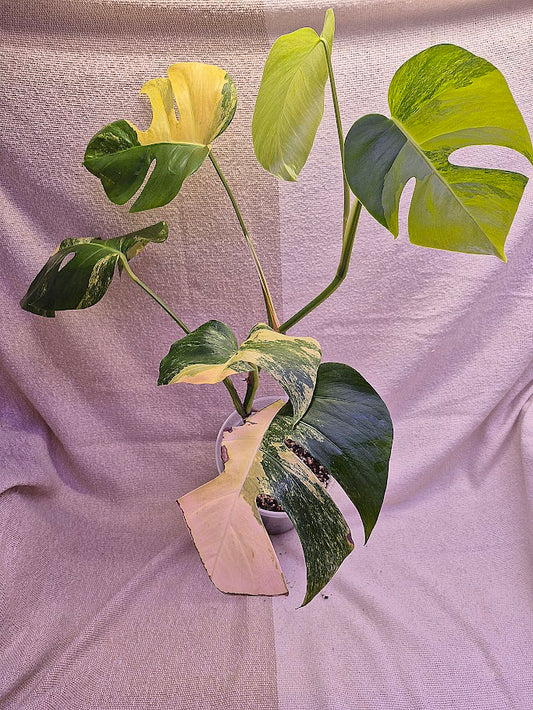 Monstera Aurea # MAU06